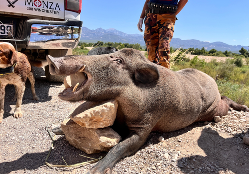 Охота на кабана в Турции