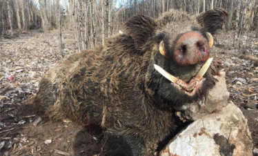 Охота на кабана в Анталии