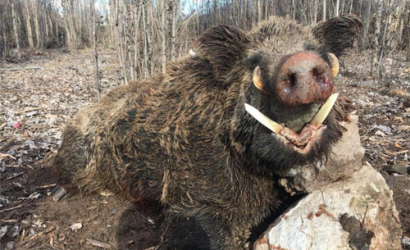 Охота на кабана в Анталии