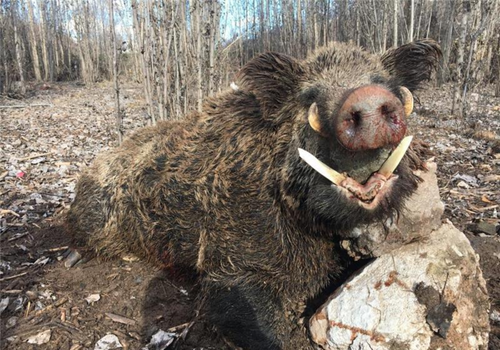 Охота на кабана в Анталии