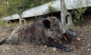 Wild Boar Trophy Hunting in Turkey